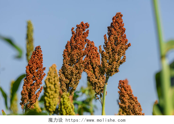 蓝天白云下的高粱高粱双色属植物是草科植物中的一种开花植物.原产于澳大利亚，有的延伸到非洲、亚洲及印度洋和太平洋的某些岛屿.
